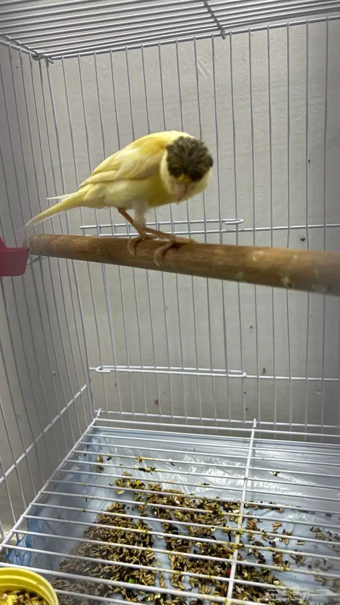 عصافير كناري كرست 1