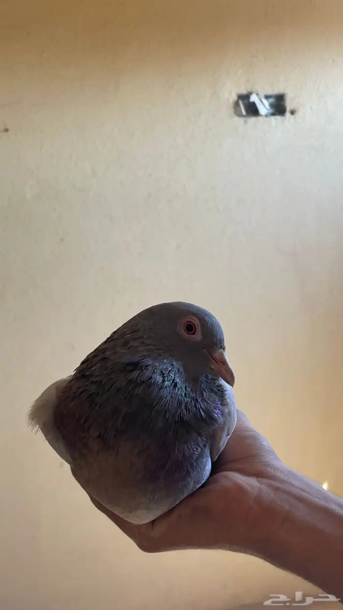 حمام لاحم 3