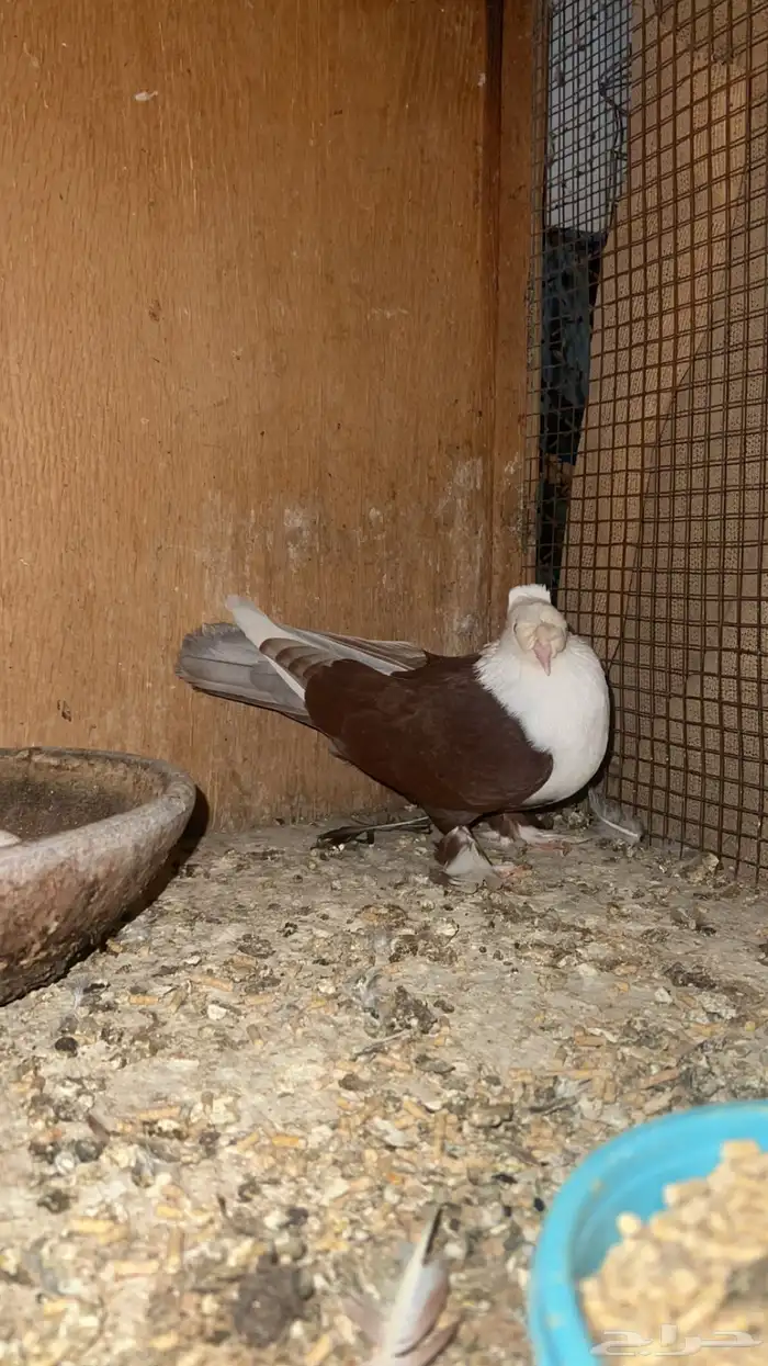 اربع اجواز لبناني منتجه 1