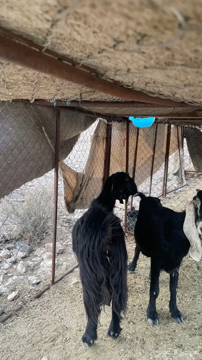 معزا للبيع 2