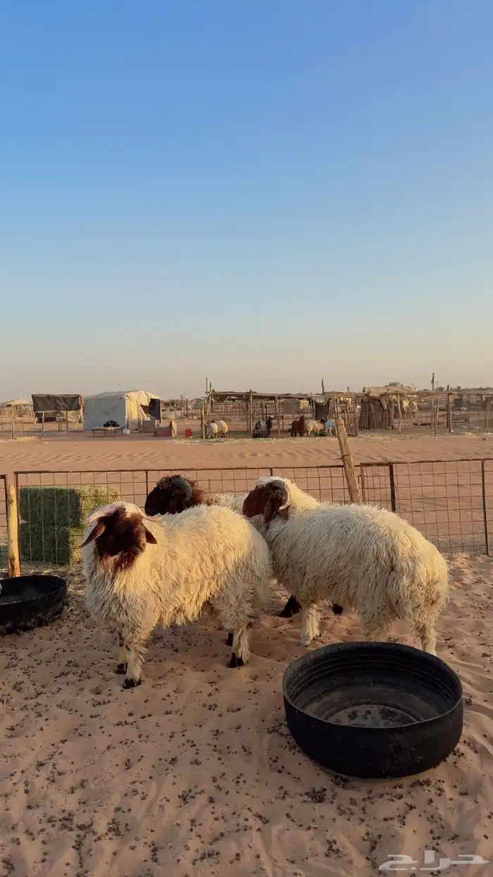 ذبايح تابي و تمارا وامكان 1