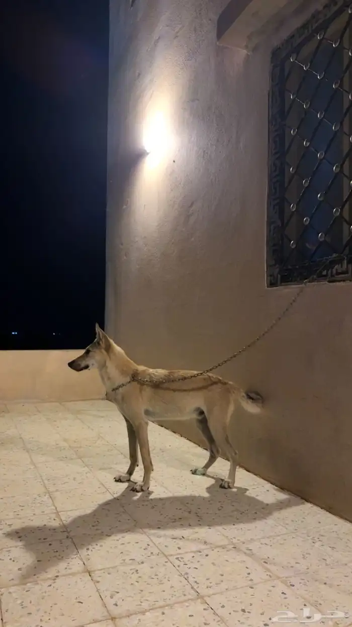 ذ-ي-ب وليف للبيع 2
