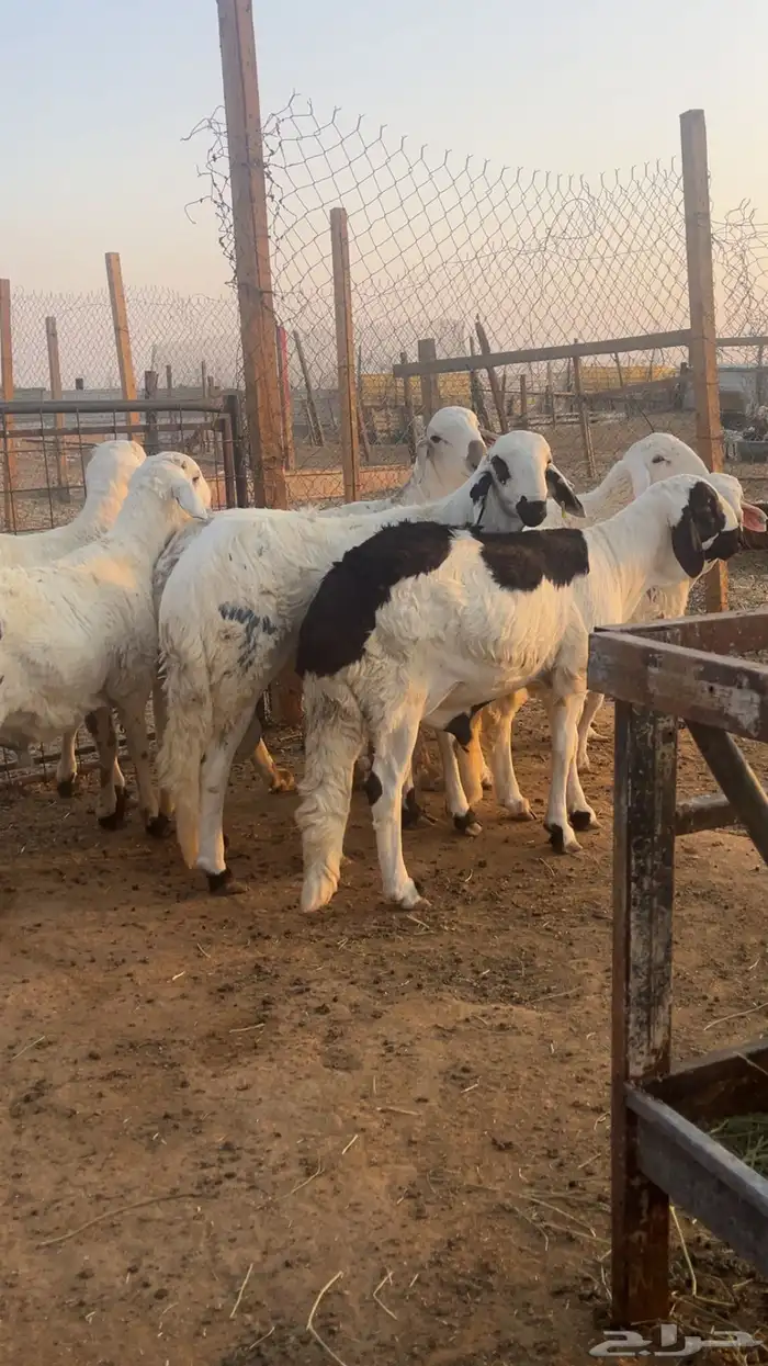 طليان سواكن مرابي 4 شهور فل شحم شامل الذبح التوصيل 0