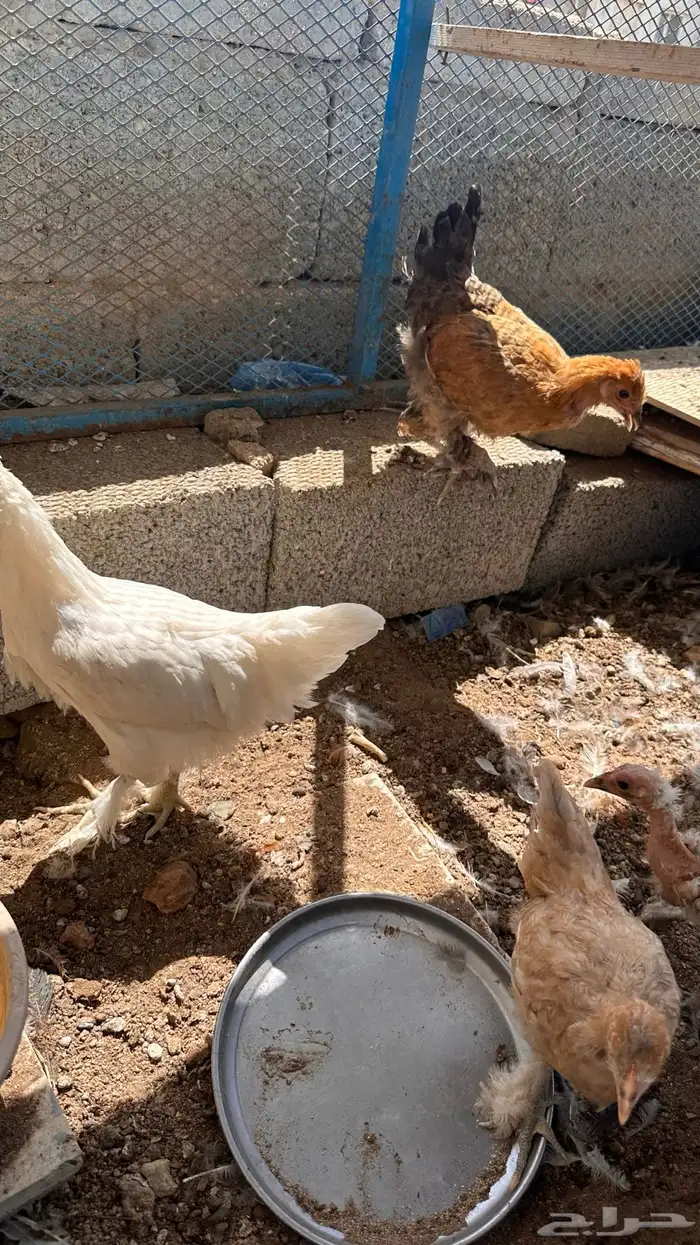 صوص براهما 1