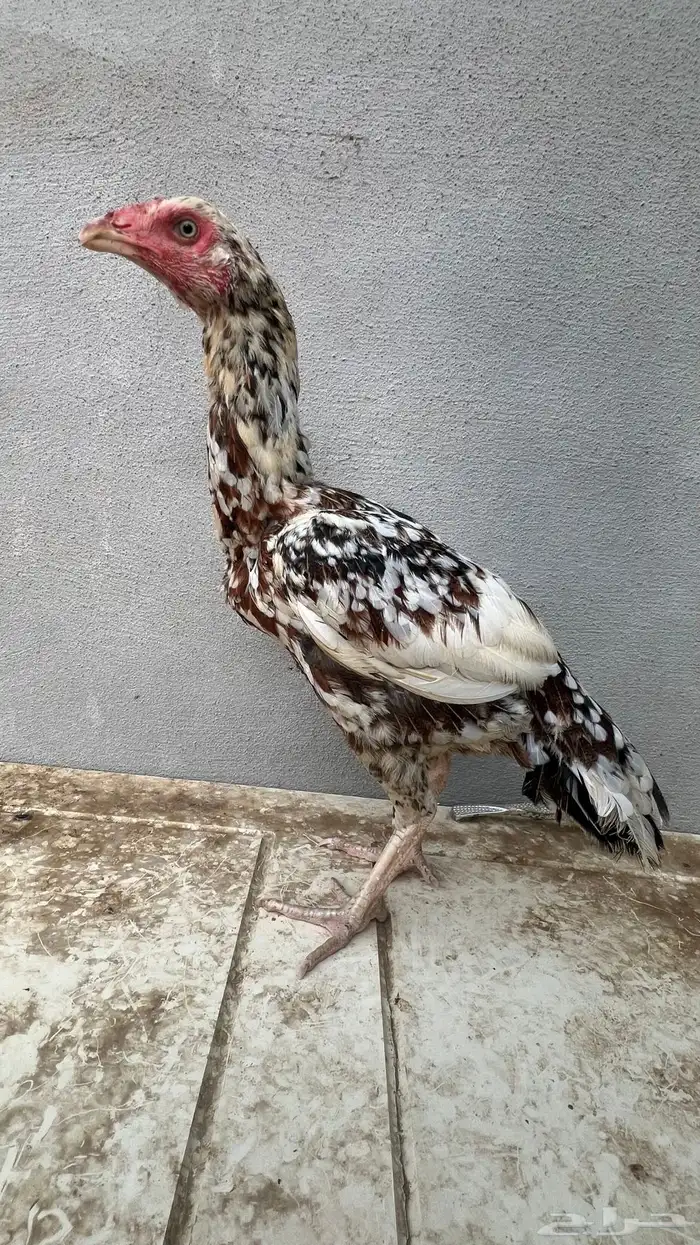 دجاجه سنديه 0