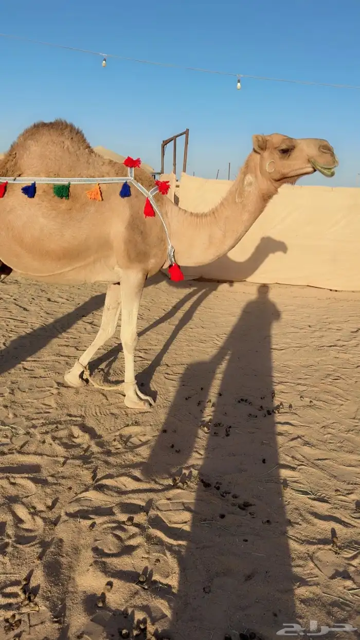 للبيع خلفه مصغر. انباعت الله يبارك لراعيها 1
