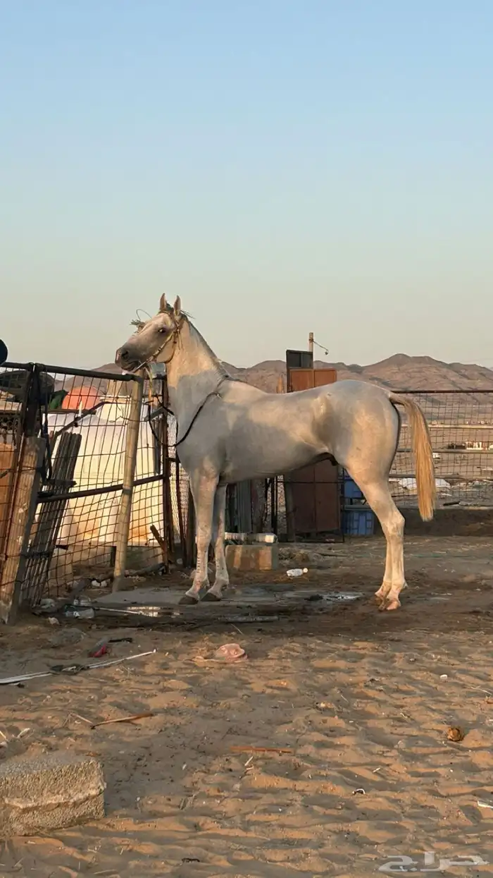 خيل للبيع 0