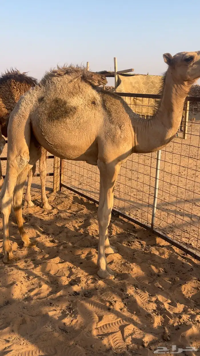 حشو للبيع 4