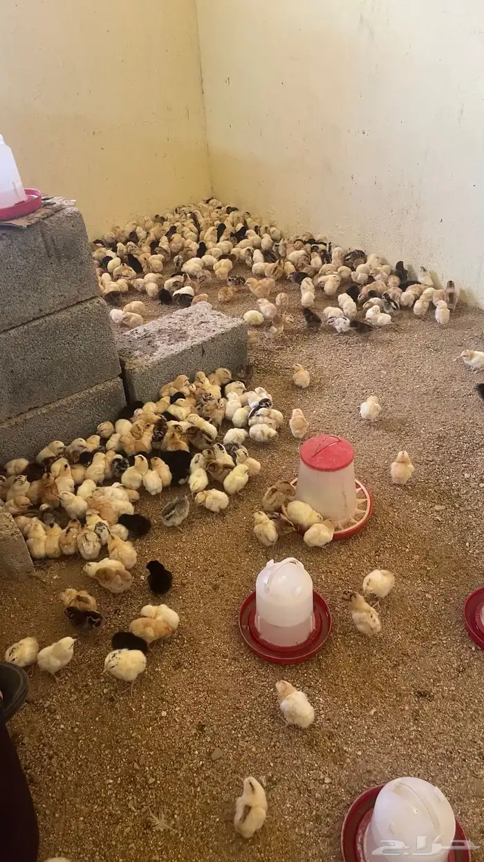 صوص بلدي تم البيععع 0