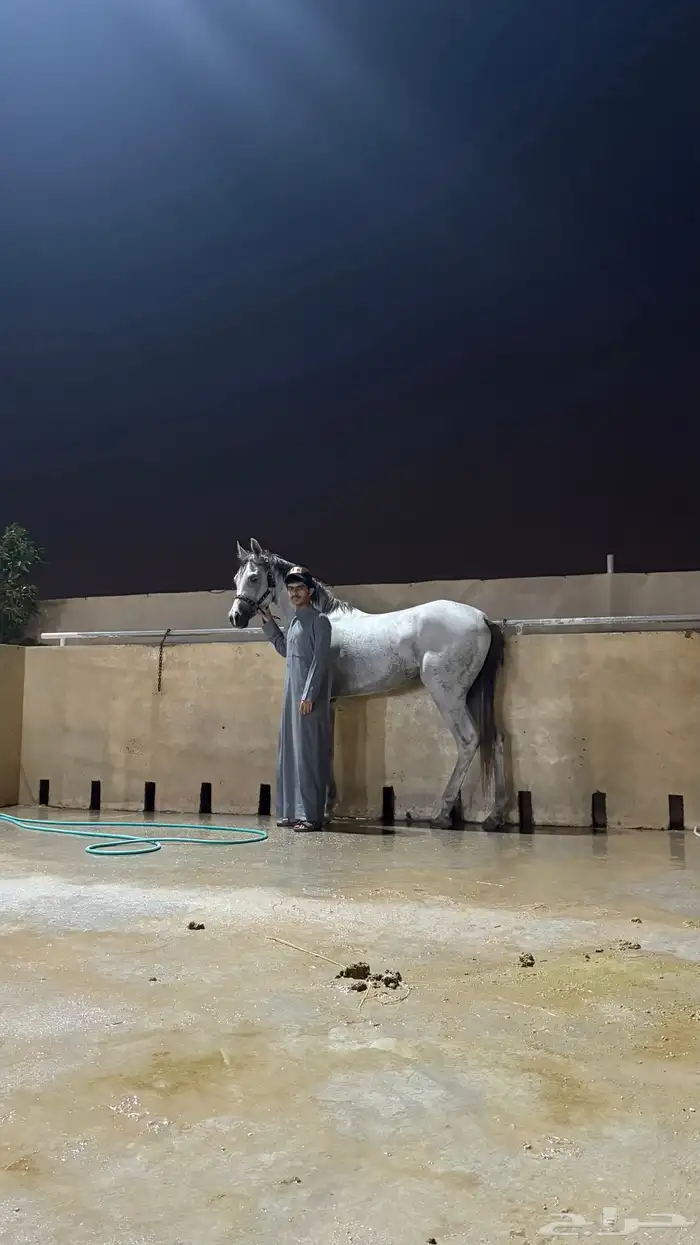 حصان واهو 6