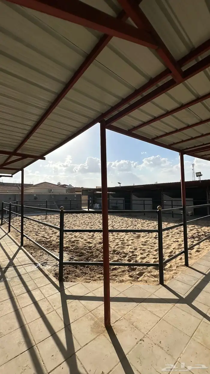 بوايك تأجير خيل 3