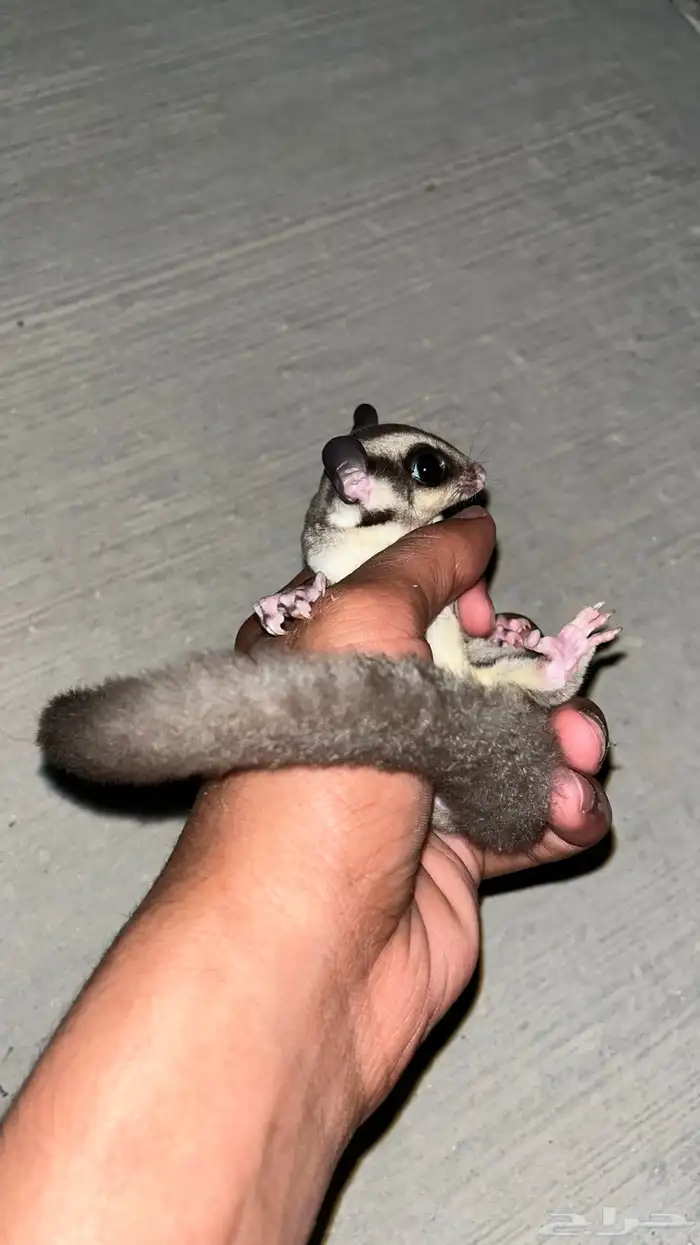سنجاب اليف للبيع 0