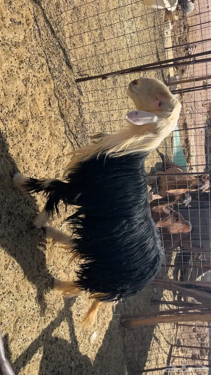 طلي نجدي فحل صنف (تم البيع) 1