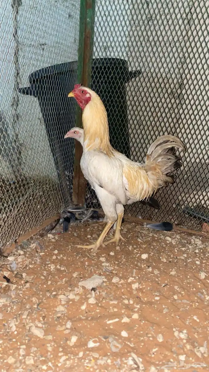 ديك فارسي ودجاجه 0