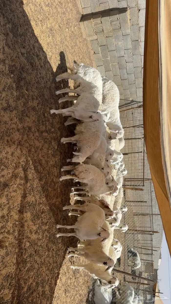 رخال مقاني طيبه 5