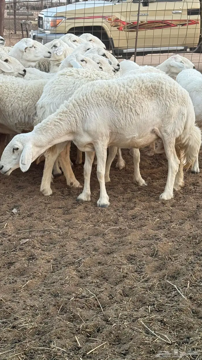 غنم حريات صنف للبيع 2