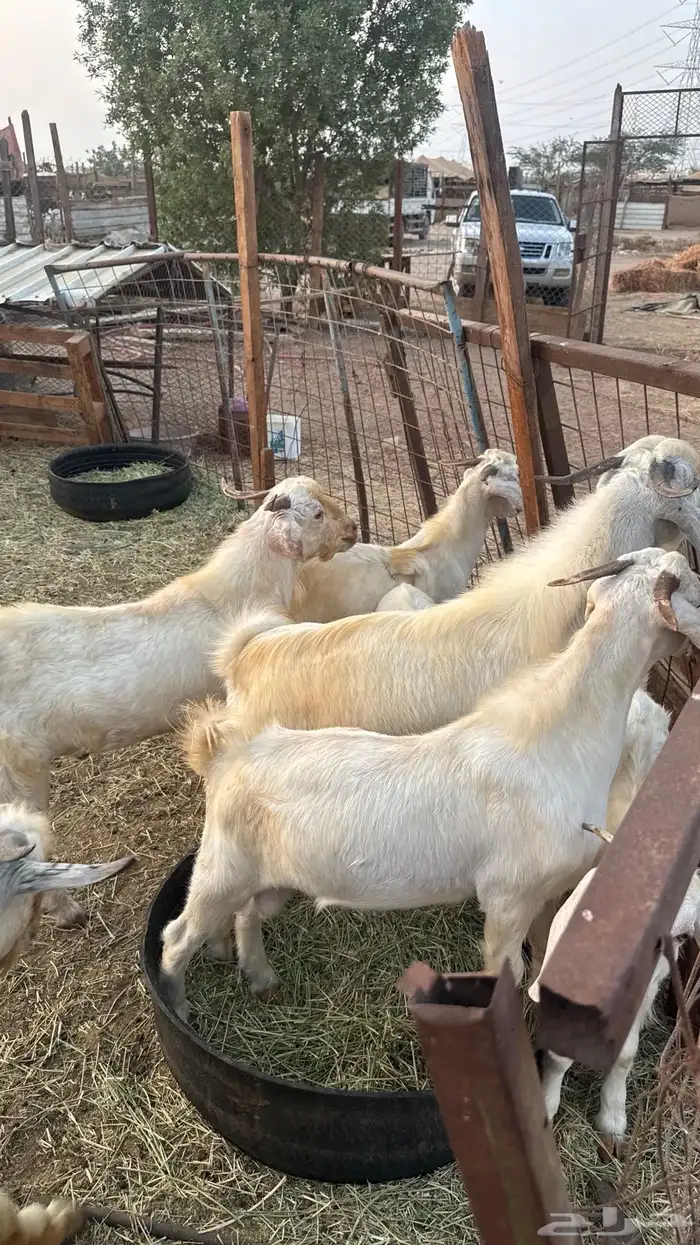 تيوس بدوية 2