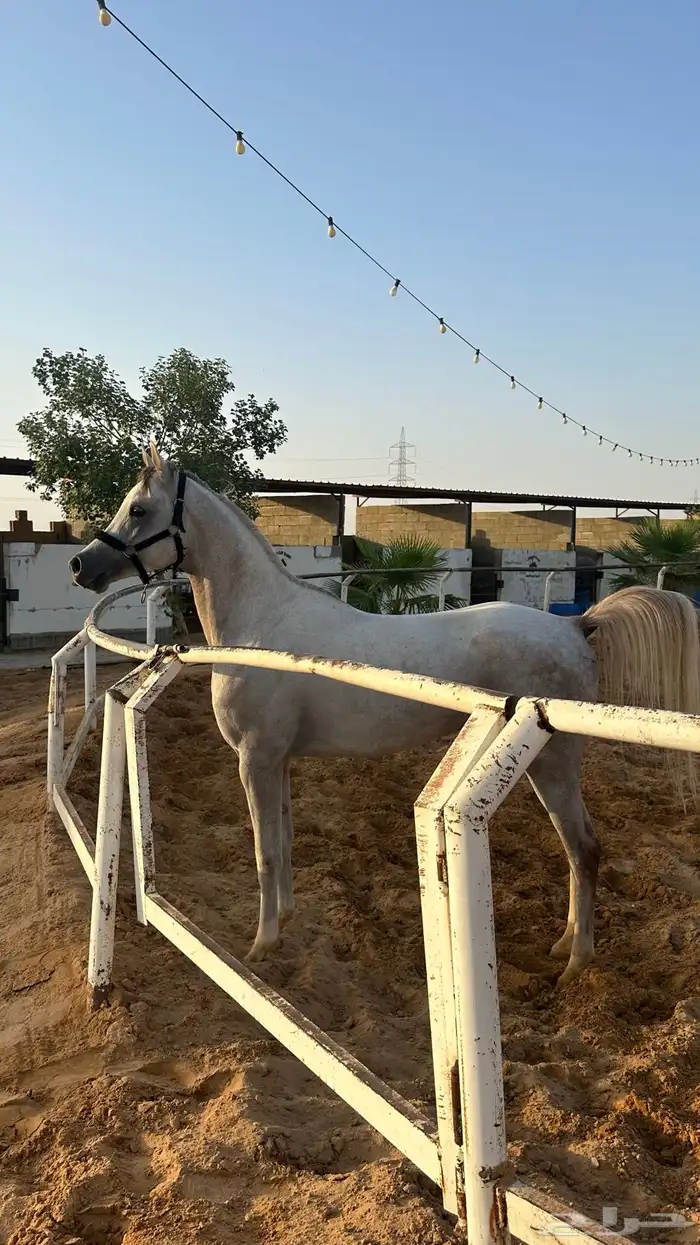 حصان شعبي 2
