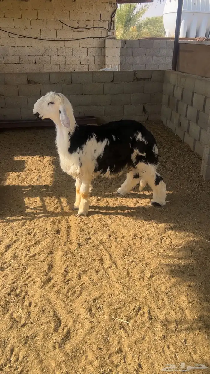 نجدي 1
