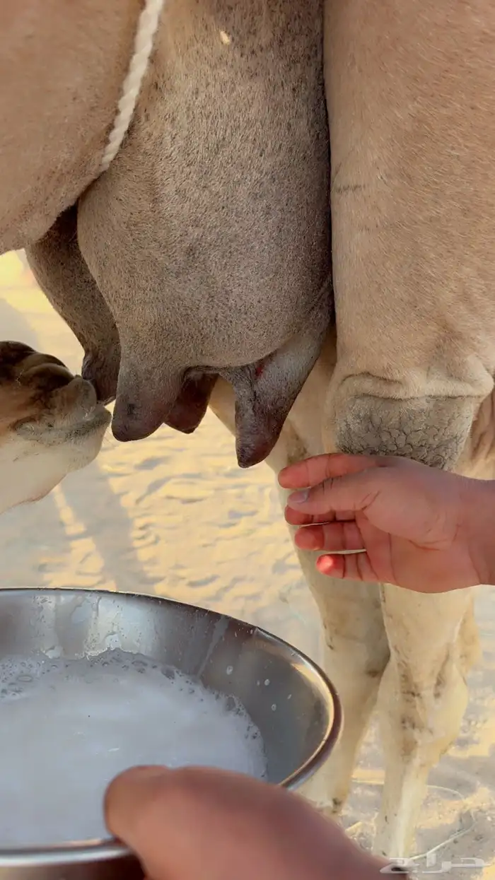 للبيع خلفه مصغر. انباعت الله يبارك لراعيها 3