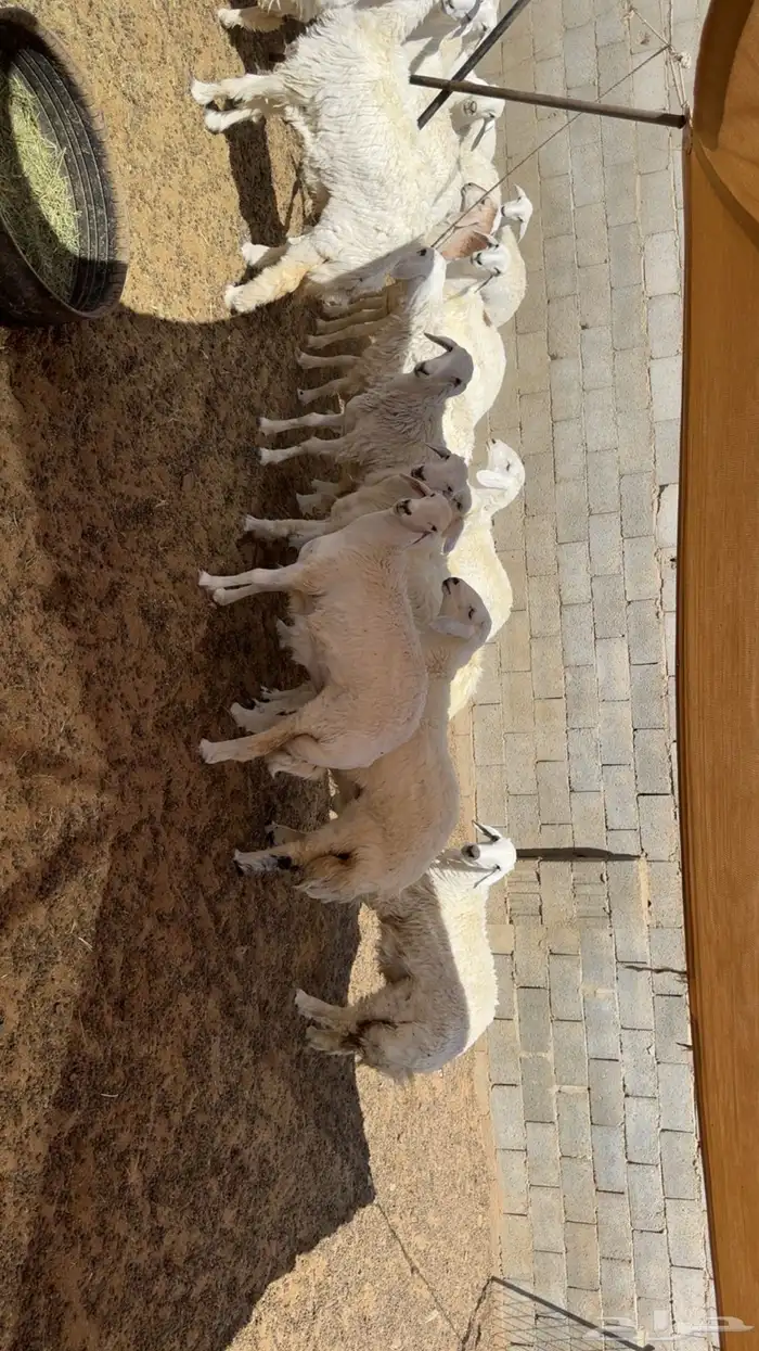 رخال مقاني طيبه 2