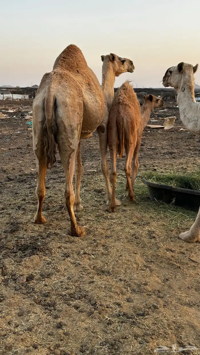 خلفة للبيع 0