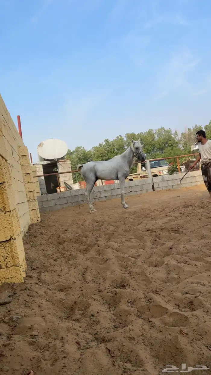 خيل للبيع في قرب ابوعريش سليم بس يحتاج تغذيه البيع 2000 1