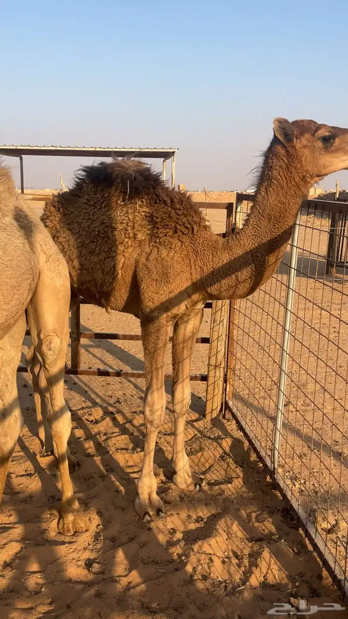 حشو للبيع 6