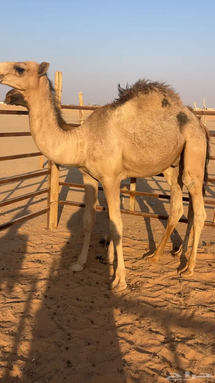 حشو للبيع 5