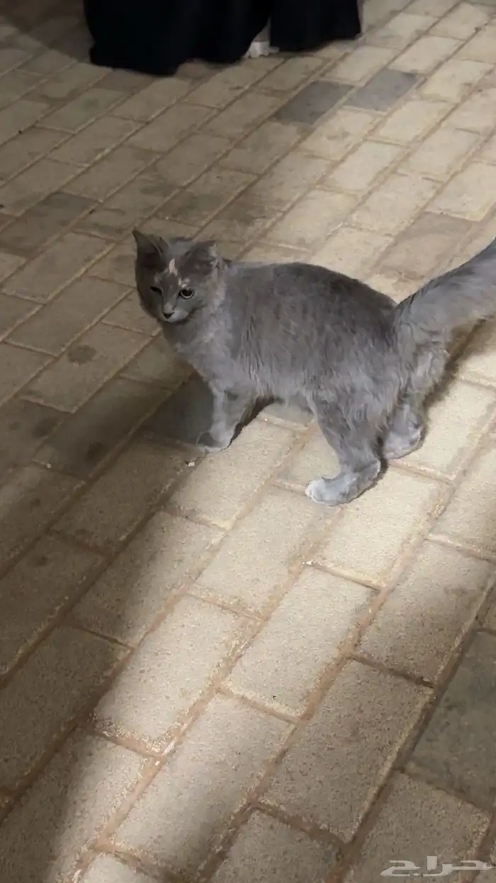 قطه بيت بحديقه الكنه 0