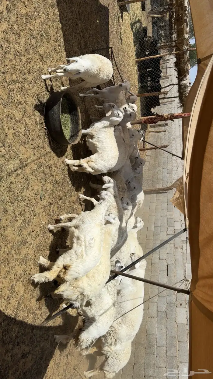 رخال مقاني طيبه 4
