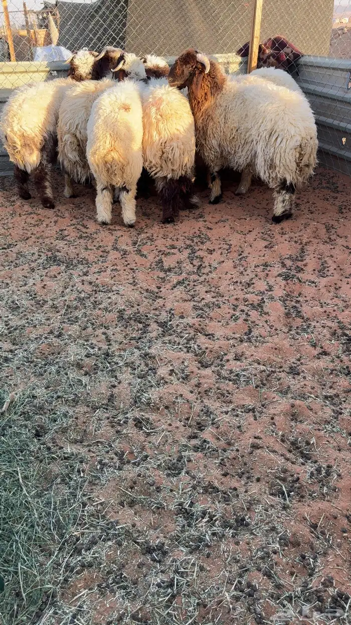 8 طليان نعيم بلدي شرط جذعان 3