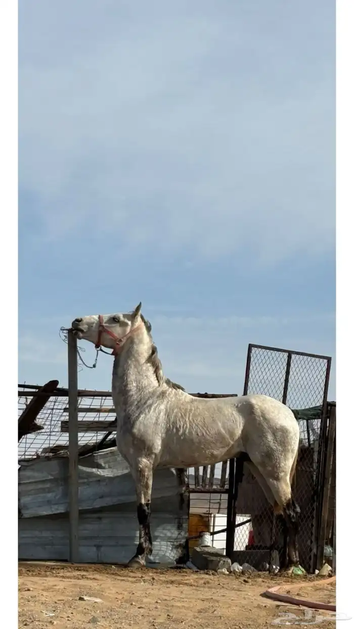 خيل للبيع 3