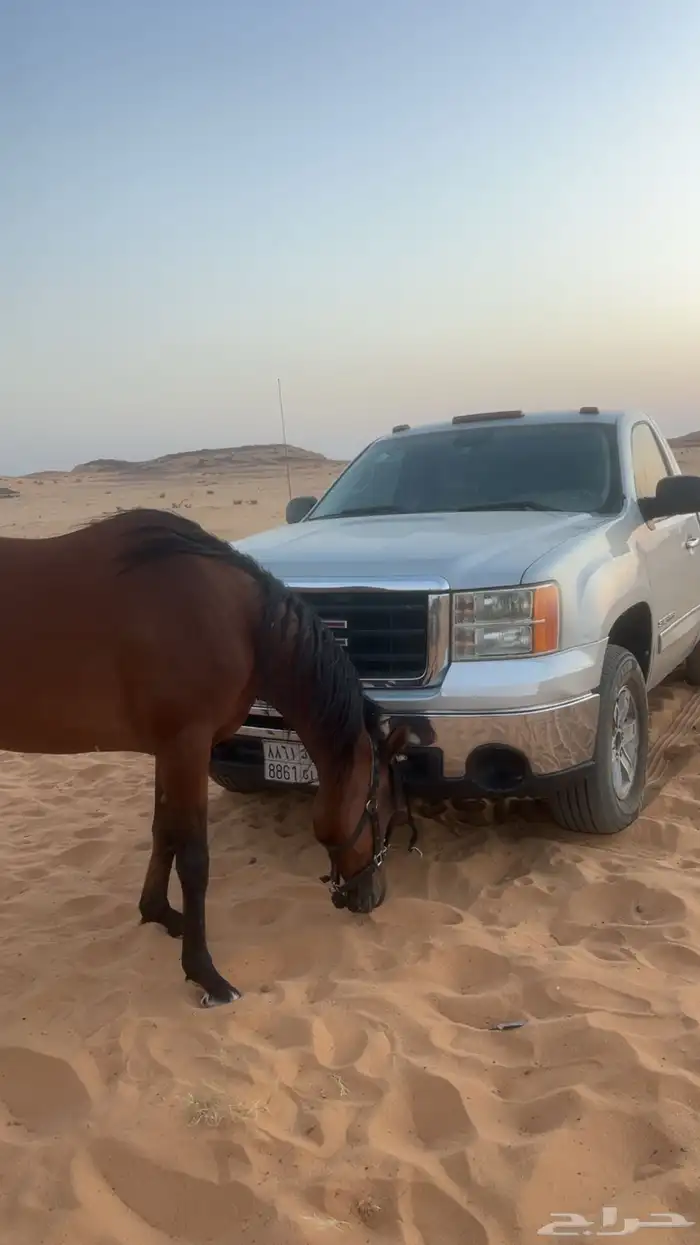 فرس شيخه 2