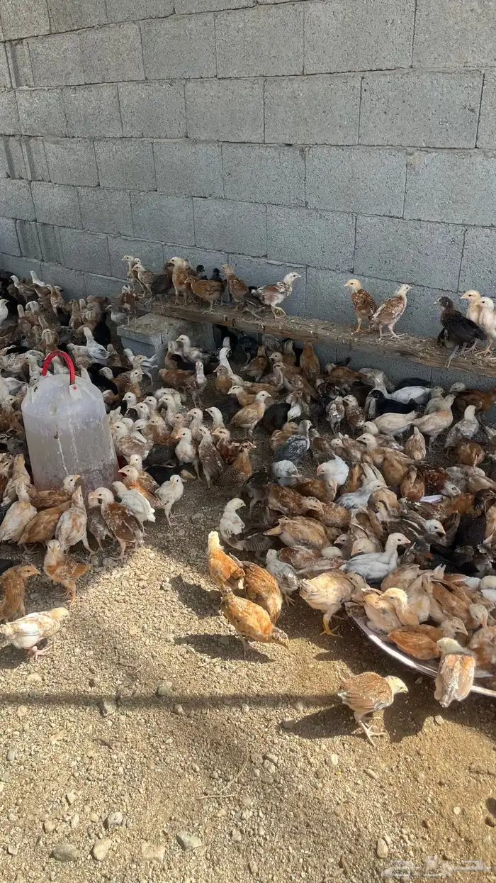 دجاج بلدي تم البيييع 4