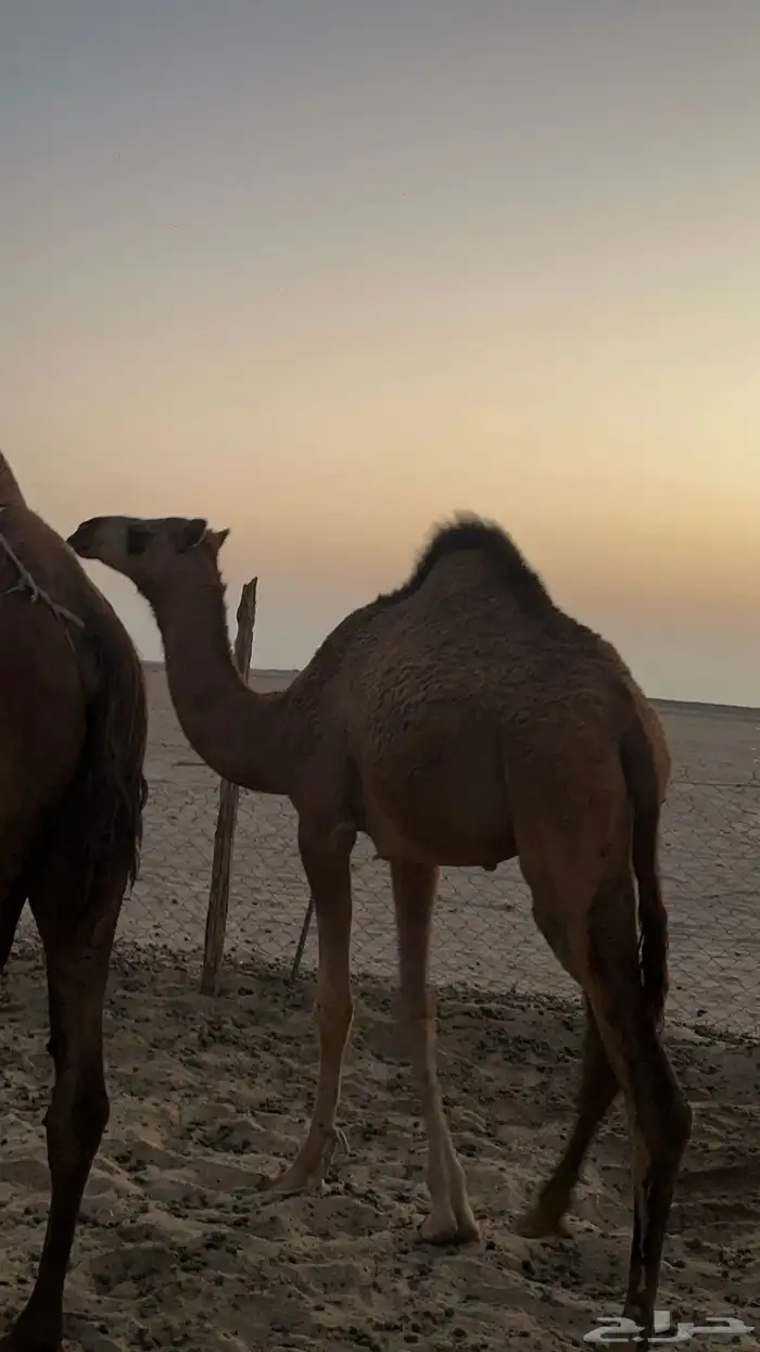 بكره ساحليه منوة القنئ 4