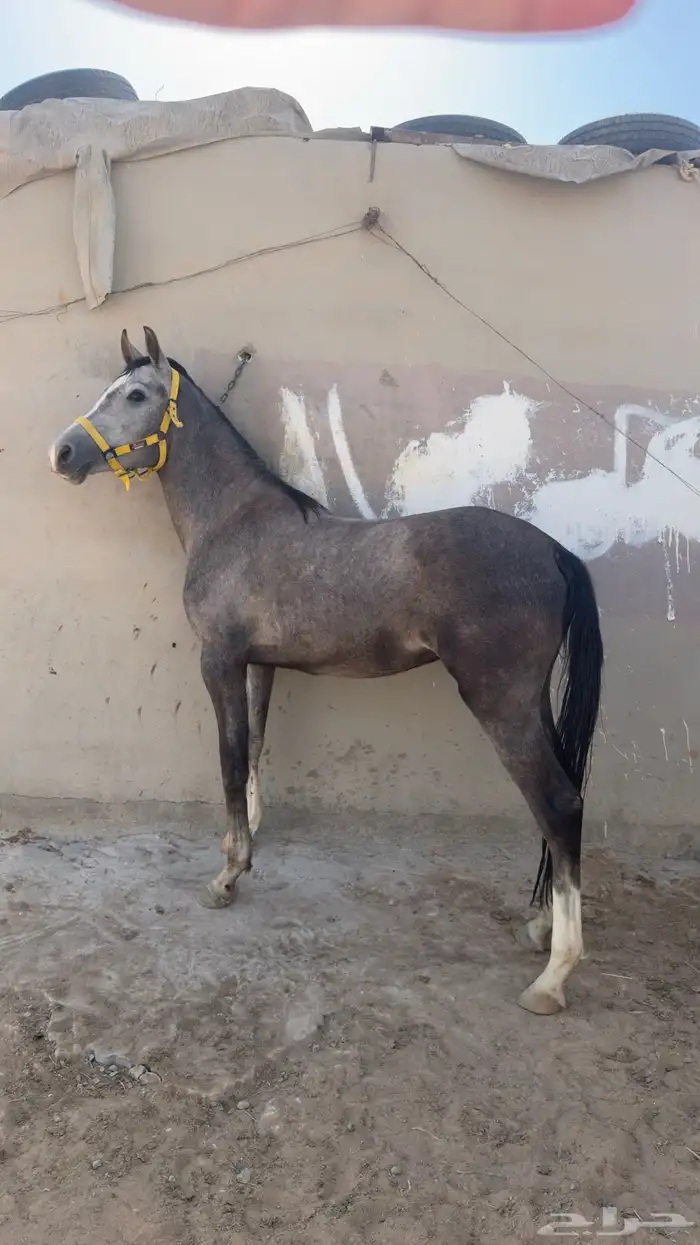 مهر شعبي 0