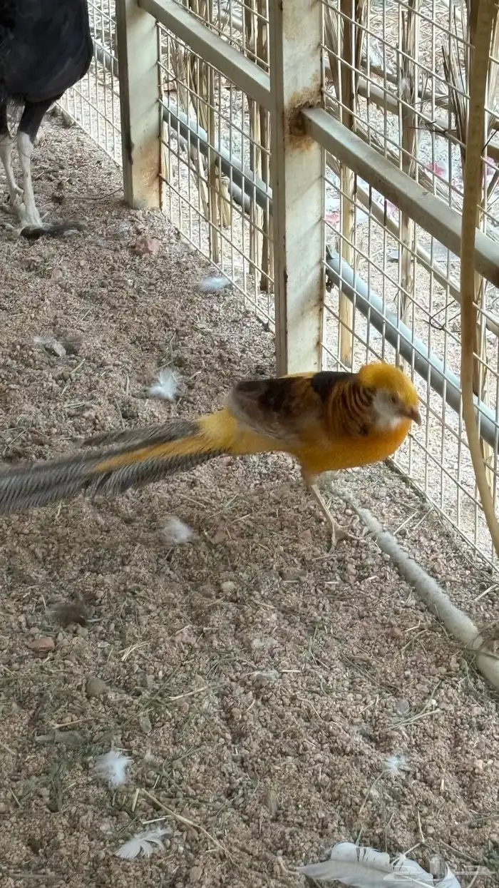 فزن وطاووس 3