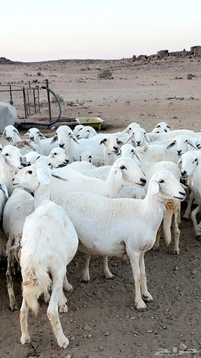 رخال دفيع غنم مقنوي ومراح قرايب بفحلها 0