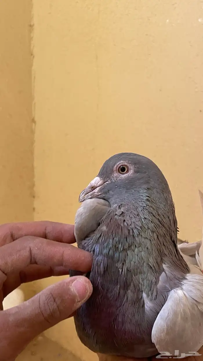 حمام لاحم 2
