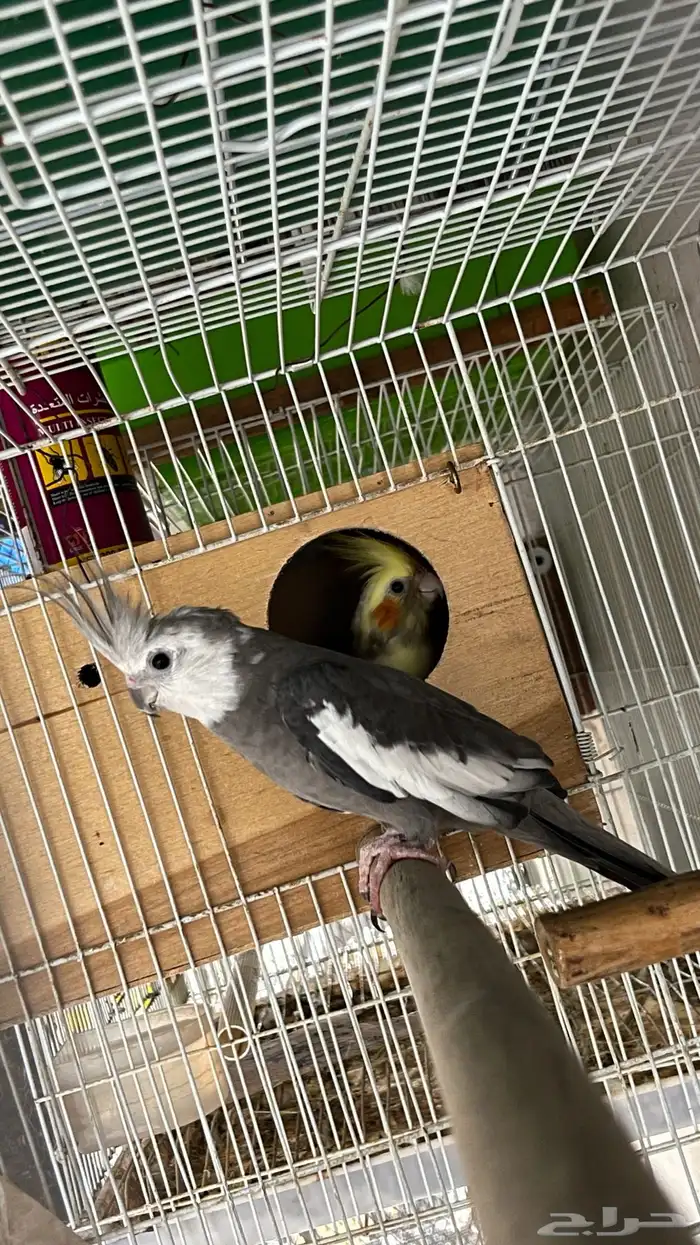 زوج كروان منتج 1