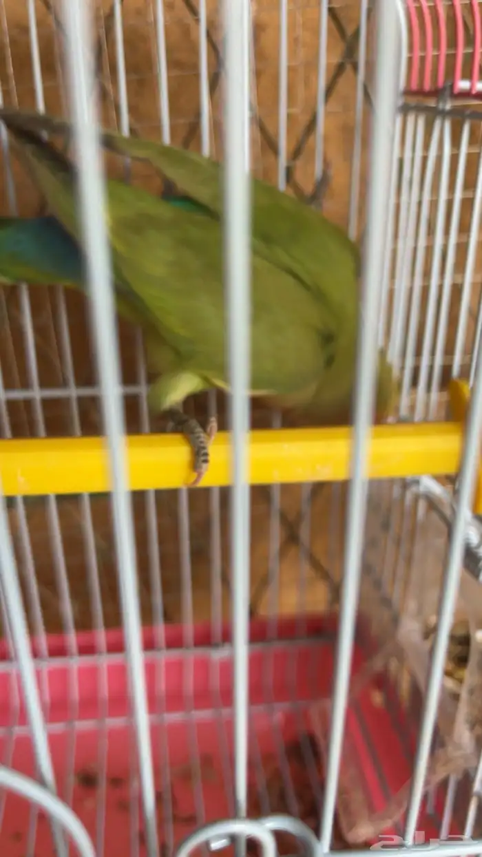 روز 2