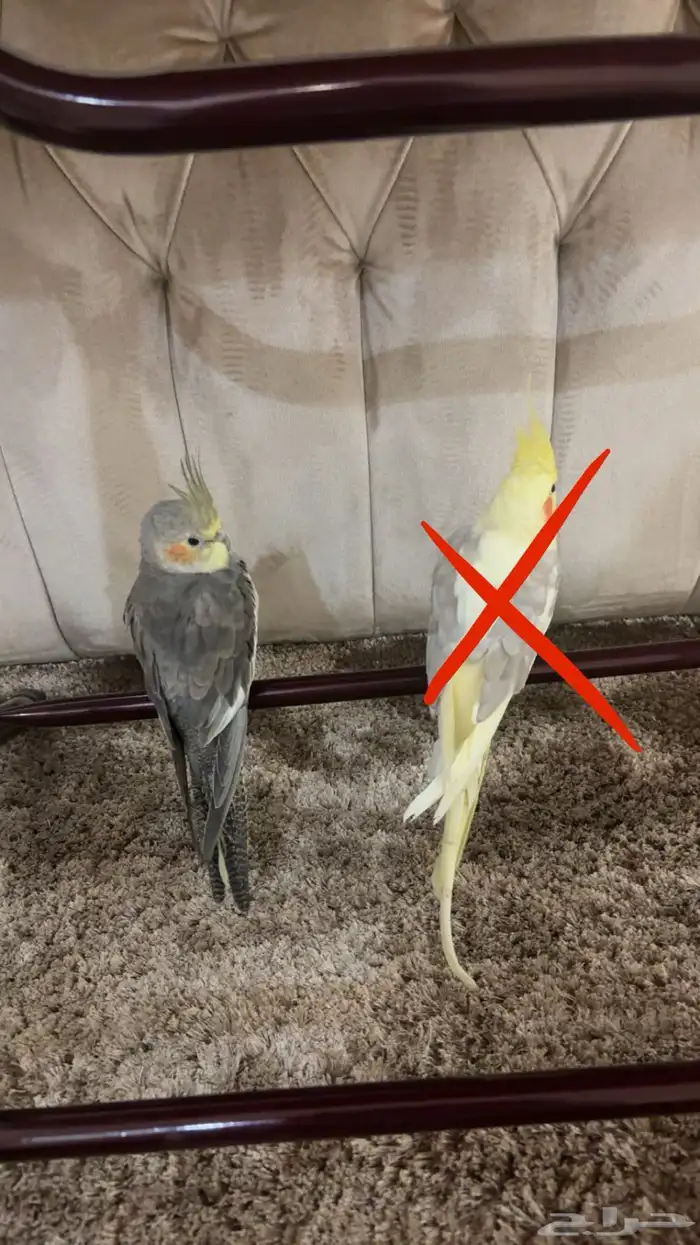 انثى كروان 4