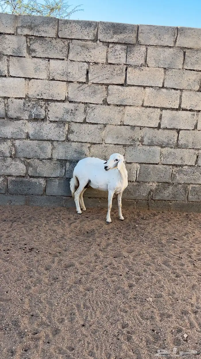 ثنيه شكل قليل 0