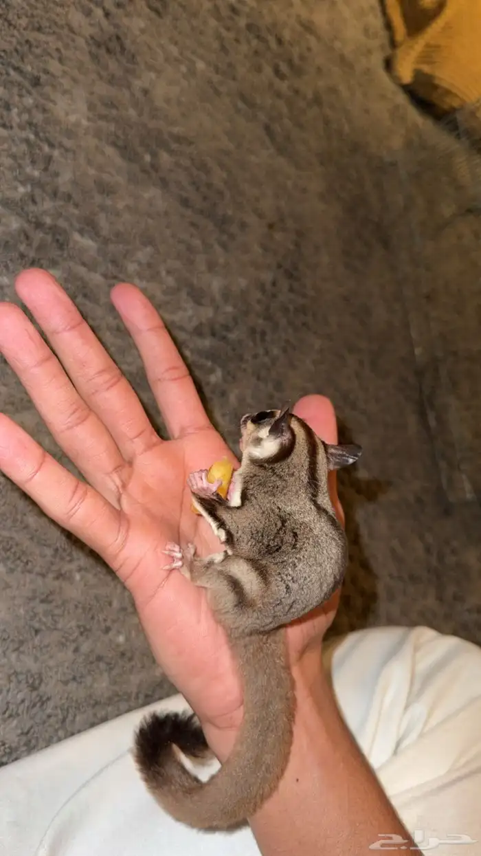 سنجاب طائر او Sugar Glider 1