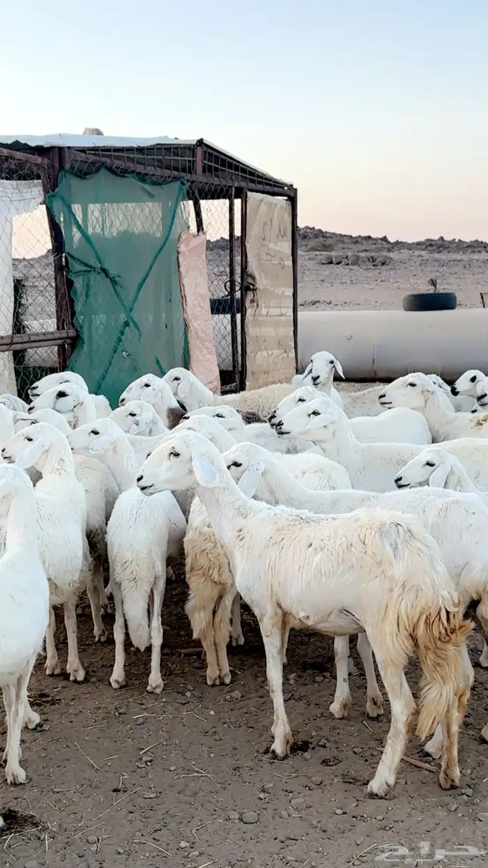 رخال دفيع غنم مقنوي ومراح قرايب بفحلها 3