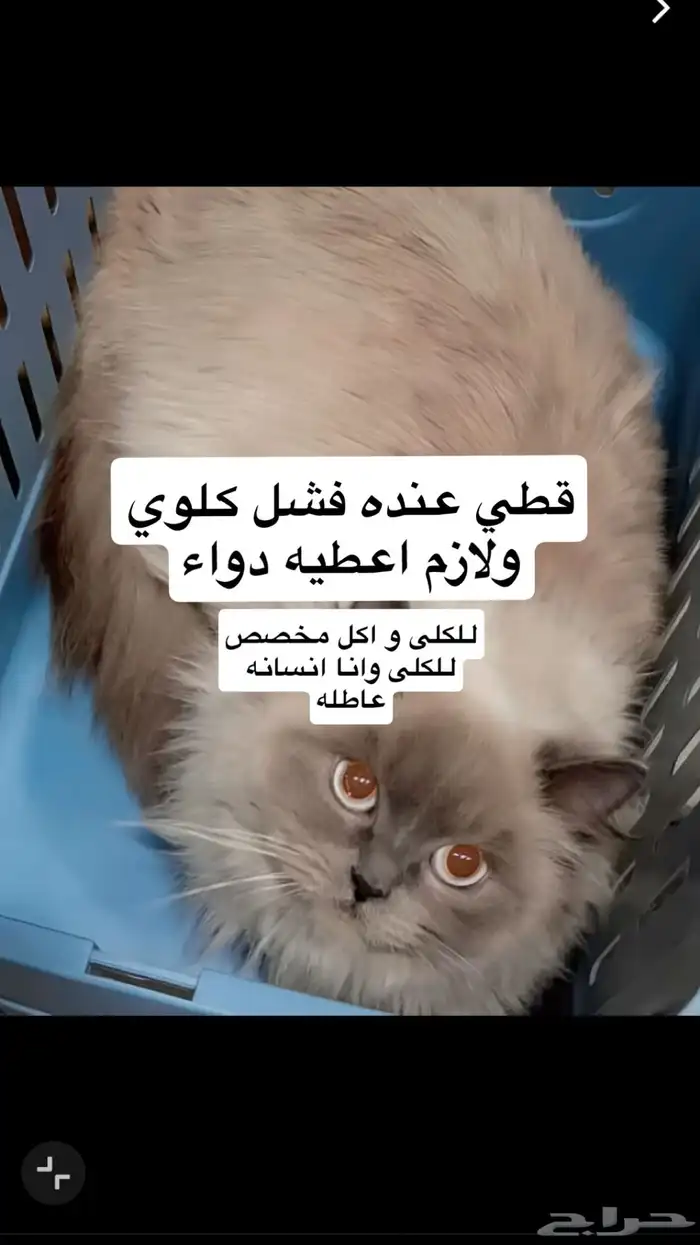 قط تعبان 0