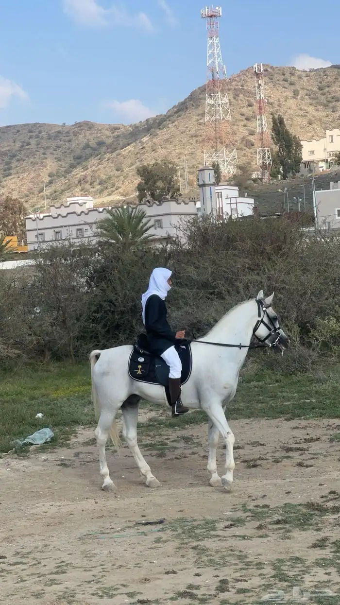 حصان طرب جمال 2