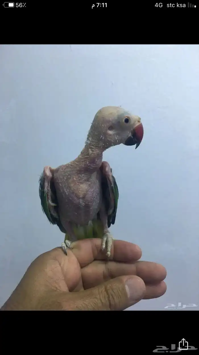 انثى دره منتجه 1