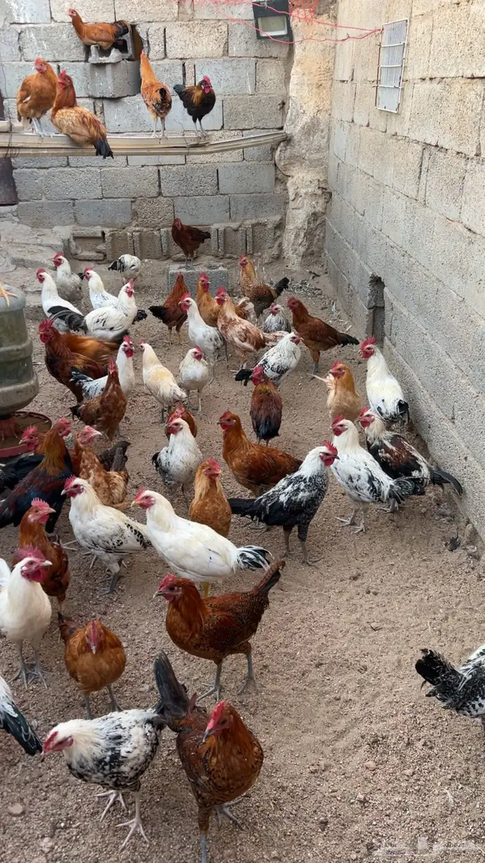 ديوك بلدي 1